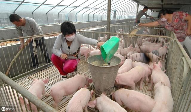 国家鼓励农村散养户养猪，是说散户现在可以复养了吗？看专家咋说