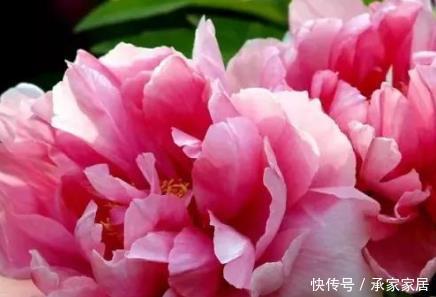  冬季：这三种绿植十分喜爱冬季，天气越冷长势越好，轻松养到来年