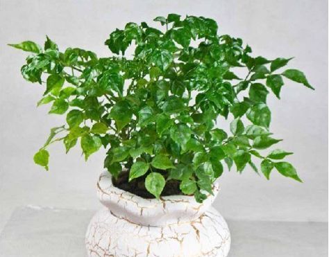  『家里』这四种花养在客厅，不用费心，花朵枝繁叶茂，开花成花园，美翻了