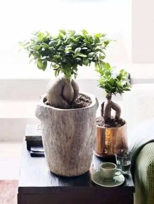  『植物』远离植物杀手，你需要这12种植物