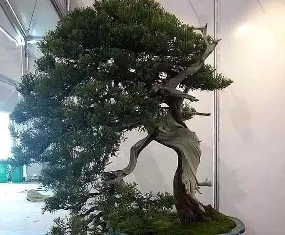 可养■4种“绝美”的盆景树,惊艳不昂贵,喜欢都可养在家中,但要细心