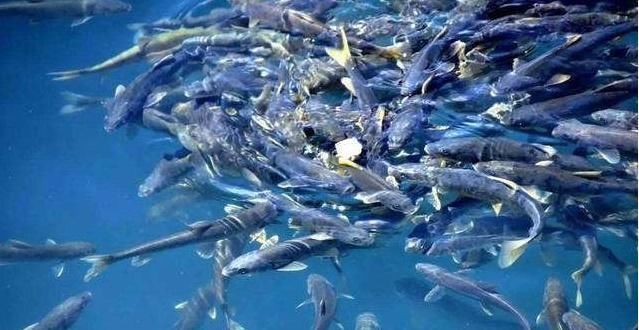 国内最奇怪湖泊，8亿多斤鱼生存在此，想钓鱼却要徒手打捞