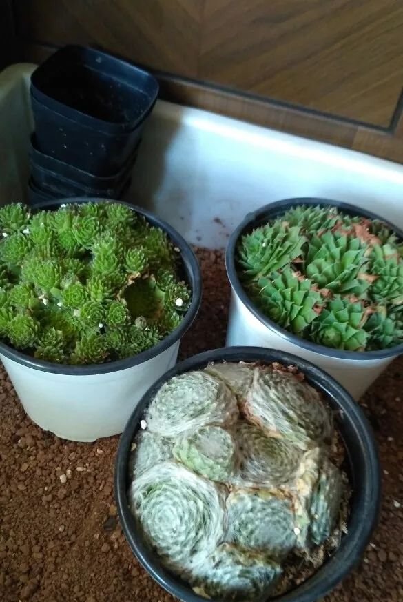  「剪掉」5种多肉，开花就容易死，赶紧把花箭剪掉