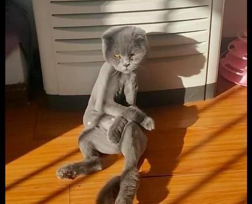  『貂绒』网友把猫的毛发剪了，它像个小人精似的坐在客厅：我的貂绒大衣呢