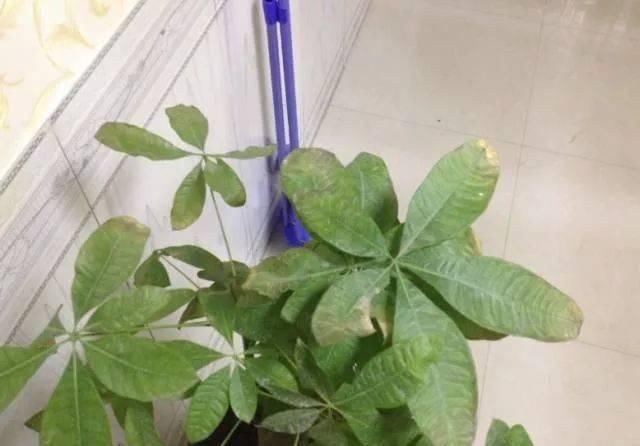  「叶黄」植物黄叶的这几种情况都很好处理，有些叶黄了还能重新恢复翠绿
