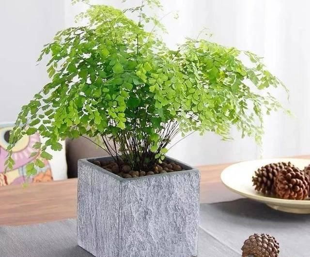  『室内』室内通风差？就养这六种植物，除甲醛、吸废气，净化空气能力棒