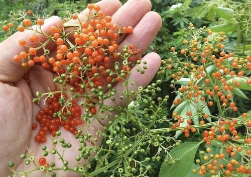  『果子』独特的“1种草”，枝条上有40个果子，被称为“接骨草”，珍贵！