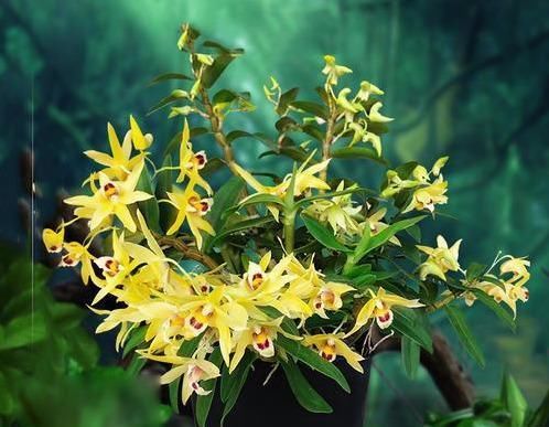  『盆栽』新型盆栽花卉，花量具多，金黄色花朵，香气怡人，营养价值很高
