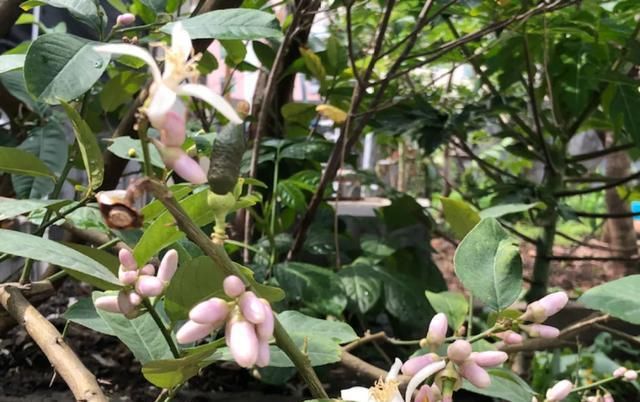  带香味@这花就是“活香水”,摆客厅,空气更清新!