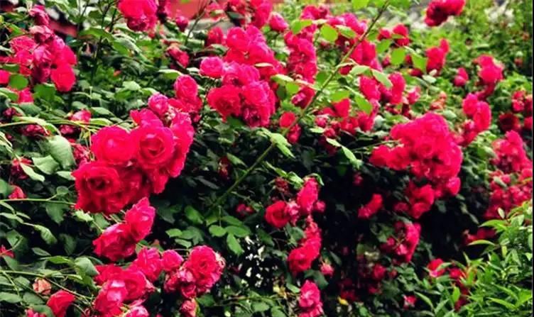  庭院■绿萝扔了吧，此花沾土就活，花期长达200天，种2棵庭院变花海