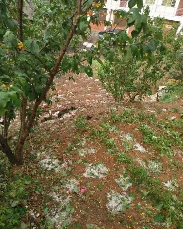 痛心！冰雹、暴雨、霜冻突袭，农民损失惨重！（附补救措施）