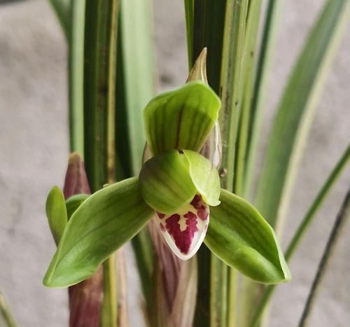 『上盆以后』兰花上盆两个月不冒新芽?只要兰花叶片挺拔正常,薄积厚发而已