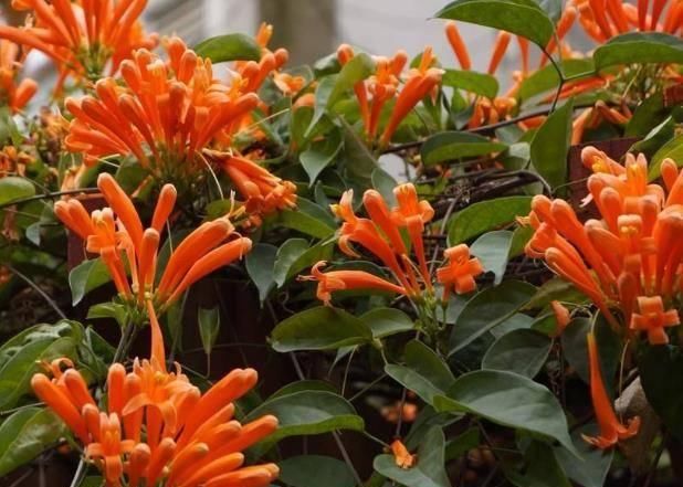  服盆：“4种花”春天养，种植后就“服盆”，好养、成活率高，太值