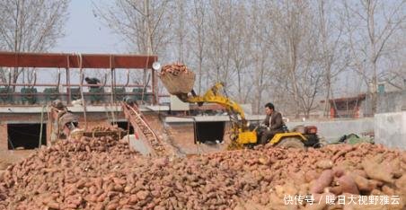  「养活」曾被偷带入境，养活了千万国人，如今遍地种植，农民拿