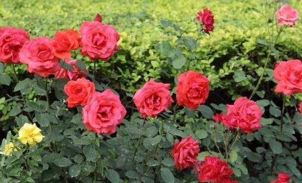  「盆栽」月季花长得慢、开花少？多注意4方面，新手盆栽伤亡少得多
