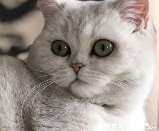 安娜的铲屎官进一步接露范冰冰的“阴阳合同”事件，更让人震惊了