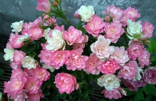  养盆■阳台养盆这个“花”，多晒太阳，浇浇水，一年到头都开花，值得养