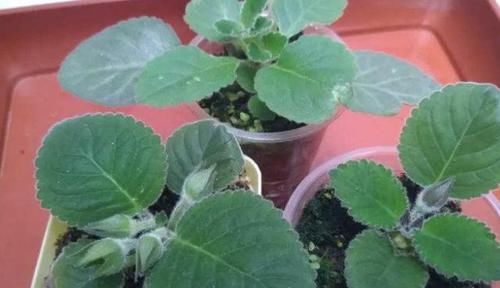  扦插■花期有“100天”的1种花，不用去买，剪2根枝条扦插，繁殖2盆！