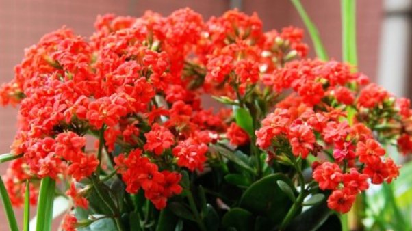 『部修剪掉』这花剪得越狠,春天长得越旺,轻松养出造型来!
