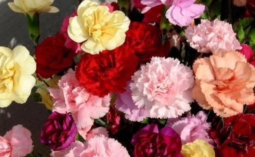 「花朵」5款艳美的花卉,花大色艳花期长,盛开时繁花似锦