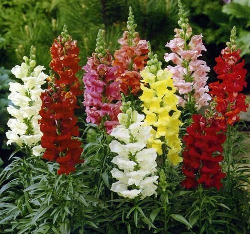  [室内]此花花量大，开花成序状，花色丰富多样，可以室内盆栽养护