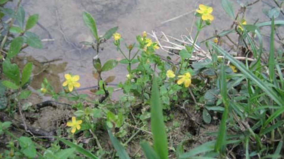  「记得」农村一种草药俗称“降龙草”，长在田边像杂草，看到记