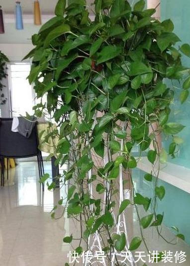  【阳光】房间阳光不充足，就养这3种“耐阴植物”，再“阴”也能蹭蹭长！