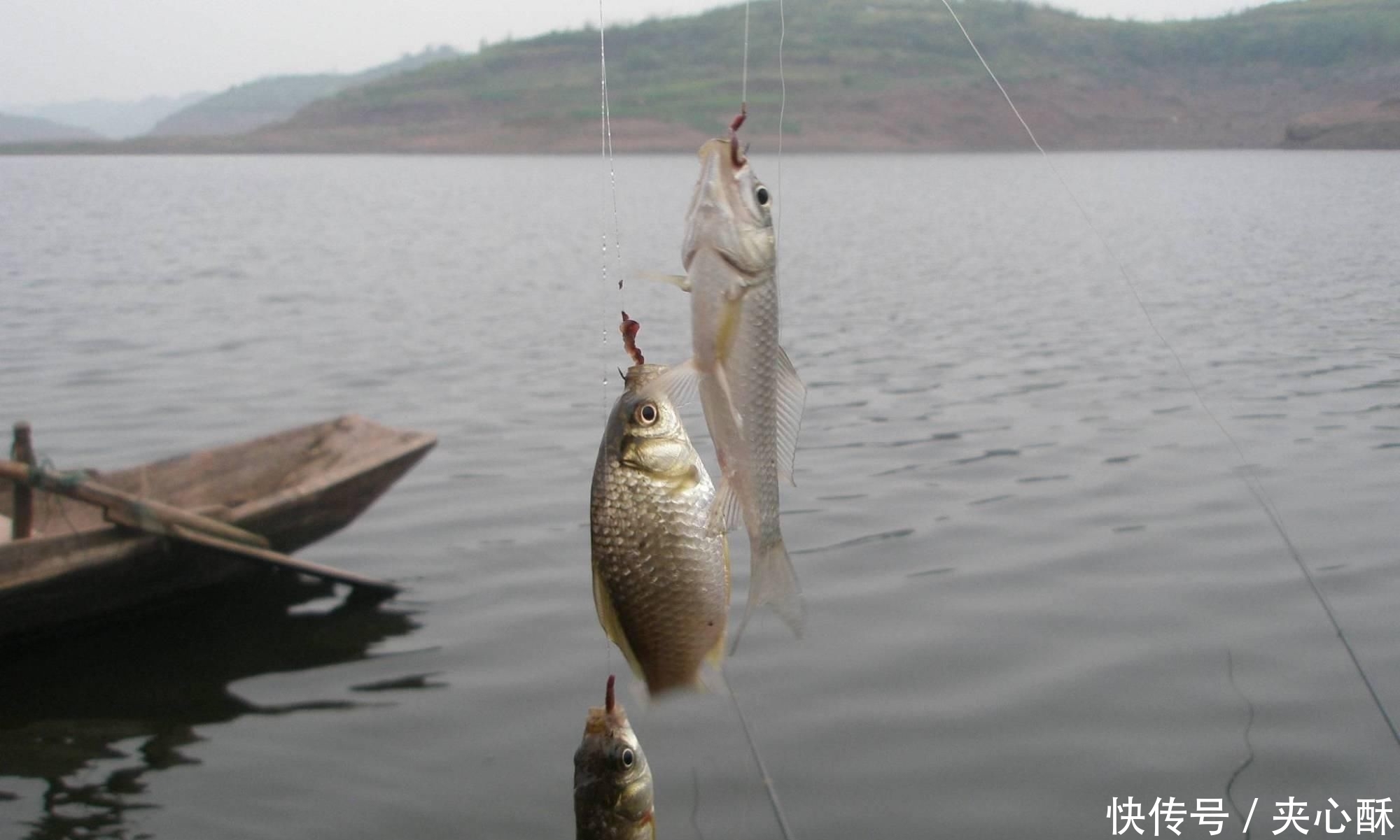 『配方』只需用五味药材,简单泡制四季通用钓鱼饵料配方