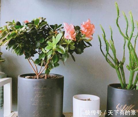 营养|“阳台党”的养花小技巧,只需掌握3点,养什么花都不成问题