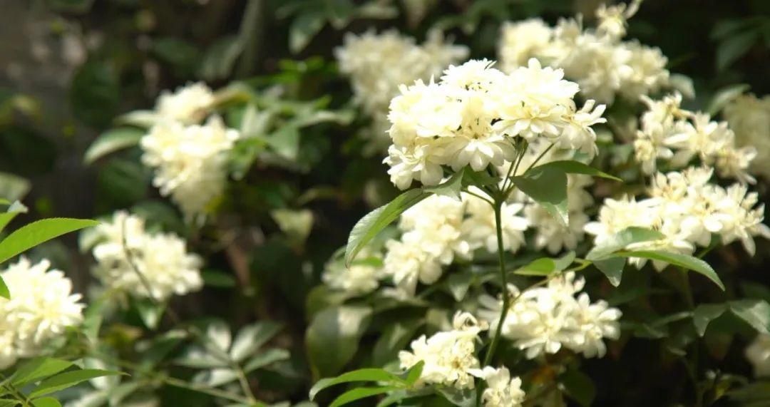 「木香花」老门东,花都开好了!