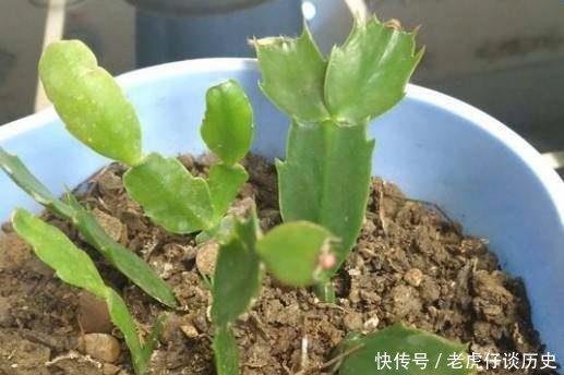  『系上的土壤』花店老板都嫌弃的花，白白送我，2个月后倒手卖100块