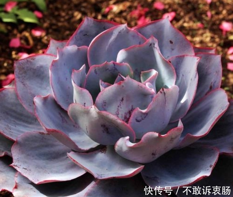 美丽@夏天养多肉晚霞,做好4件事,比晚霞还美丽