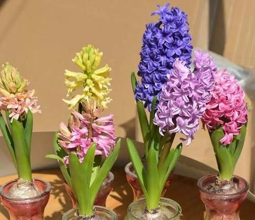  『花草』喜欢养花得提前做功课，摸清3方面习性，花草植物越长越壮实