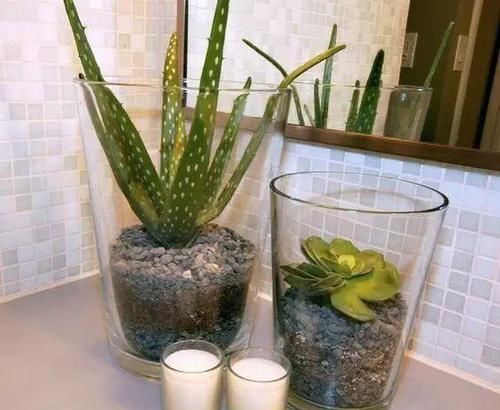  『植物』最适合放在卫生间的10种植物，赶紧养一盆吧！