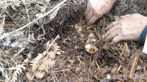  仙人|山里一种野味，人称“仙人脚”，九蒸九晒才能吃，如今野生