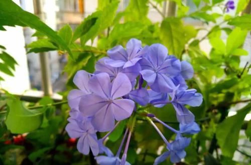  「蓝雪」这花春天长最快，俩月爬满一面墙，从3月开到11月！