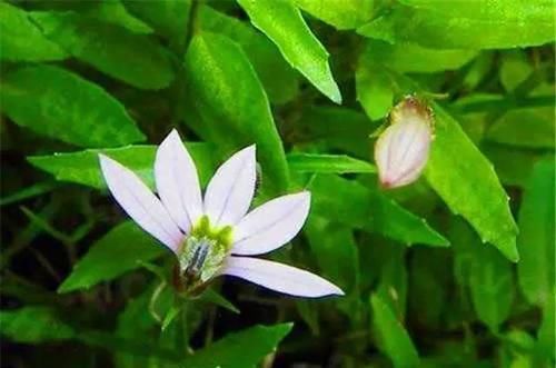 【消肿止痛】一种奇特的“半边花”,农民用它来驱蚊,对消肿止痛有帮助