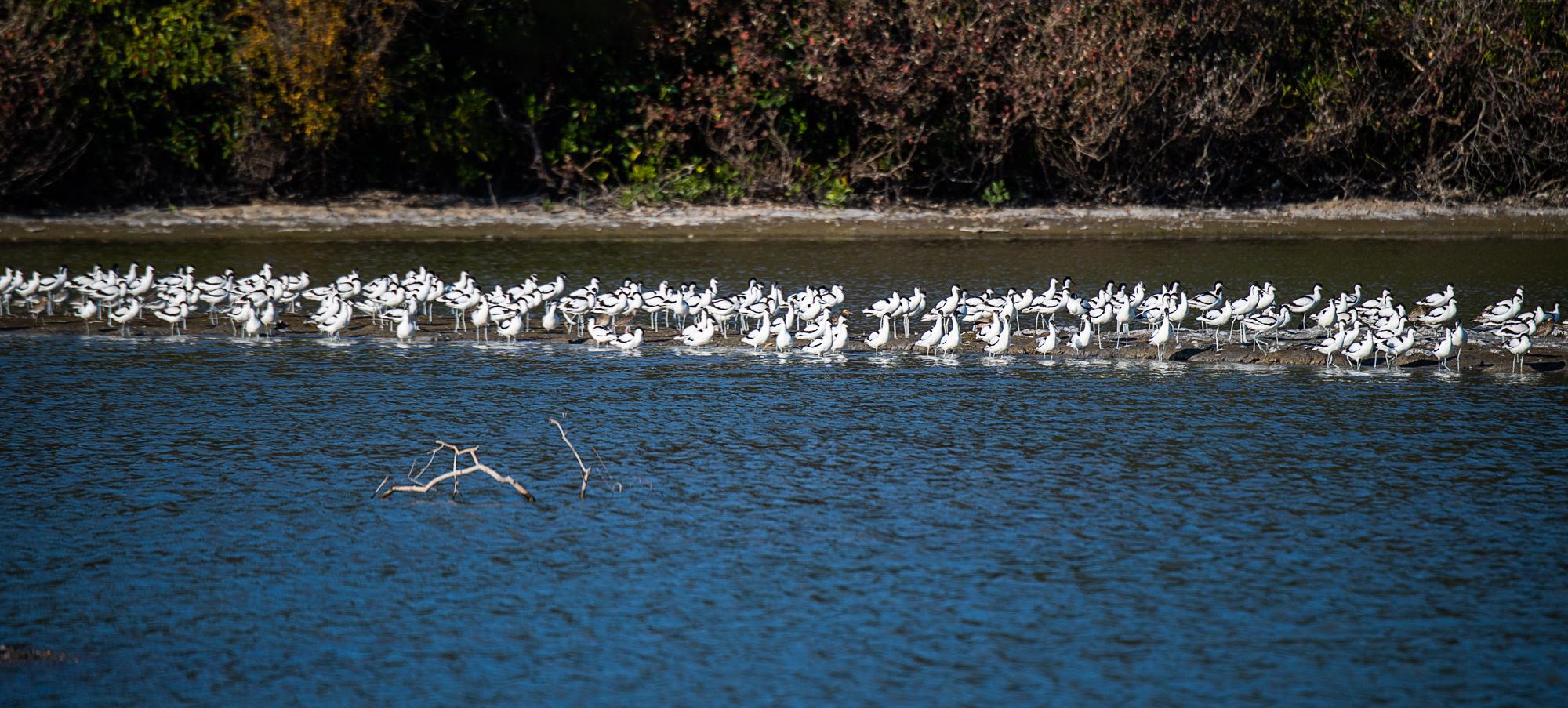 未来的全球标杆城市：两国举国模仿均未成功，未来或将替代香港