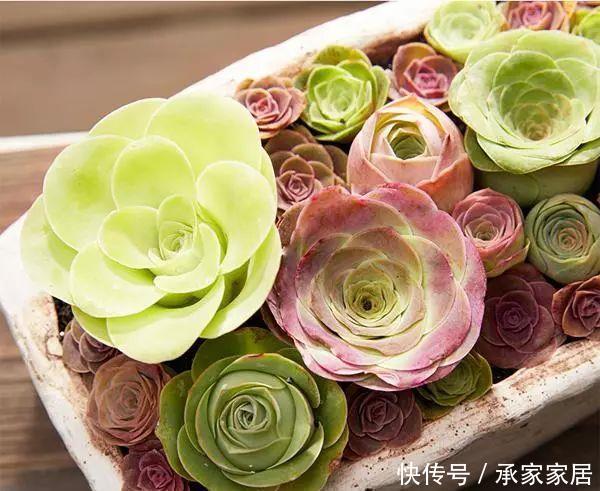  【漂亮】十大最漂亮的多肉植物，推荐景天科最漂亮的十款多肉植物