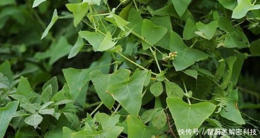 野菜@在农地里,1种野菜别踩踏,价值比三叶草还高,你见过吗?
