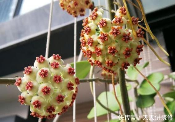  [光照]房子采光差，还想室内盆栽花？首选4种植物，给点光就花开灿烂