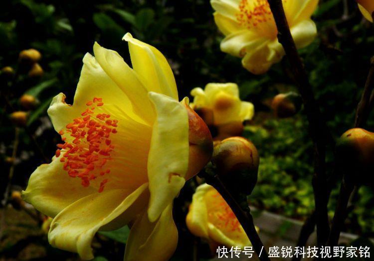 扦插■养花不仅是消遣还能赚钱植物界的大熊猫,金花茶的扦插和养护!