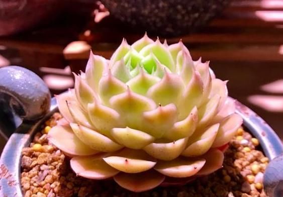 「理腐败」多肉植物底部叶子干瘪枯萎怎么办