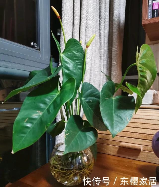 #试试#养不好的花,试试无土水培,几天长出大白根,还能开花呢!