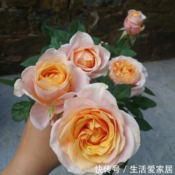  [顽强]月季幸运柯德娜，温柔而柔软的外表，却有着坚硬而顽强的品质！