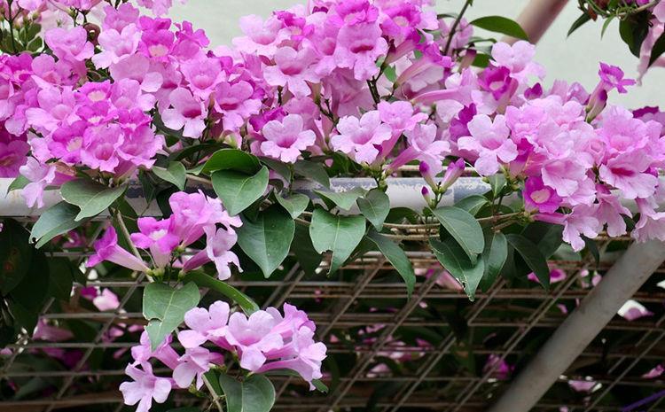 藤本植物,有它就够了,一树多色花,一年三季开花,给你一片花海