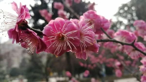  [西安]西安早高峰刷遍朋友圈！城市“重启”了，自我防护一定要做好！