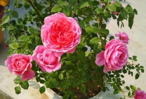 『养花』?新手养花，不如养盆花中精品“铃之妖精”，花色靓丽，高贵优雅