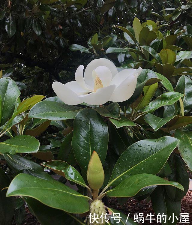 『玉兰』枇杷树上开出白荷花?这个高洁芬芳的花朵,原来是荷花玉兰呀