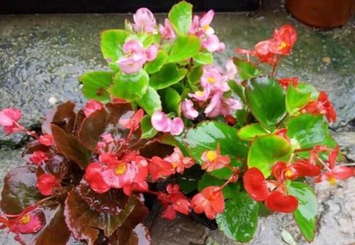  『盆花』家庭养花选它，花期长达250以上，剪根枝条丢土里就生根